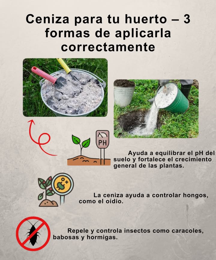 La ceniza, aliada natural del jardín La ceniza no es un simple desecho; es un tesoro ecológico para el cuidado de las plantas. Aquí tienes 3 usos esenciales: 1 Fortalece las plantas Equilibra el pH del suelo y mejora la absorción de nutrientes para cultivos más vigorosos. 2 Combate los hongos Aplicada al suelo, previene enfermedades como el oídio, protegiendo el huerto de forma natural. 3 Insecticida natural Repele babosas, caracoles y hormigas sin usar productos químicos. Usar ceniza en el jardín es apostar por una solución sostenible y eficaz