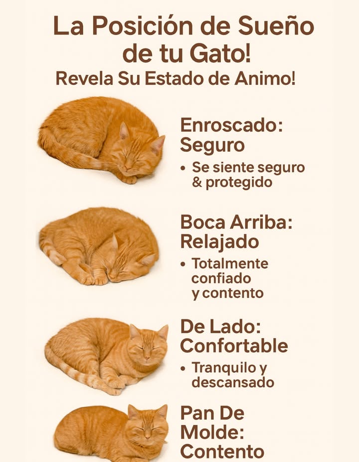 La posición en la que duerme tu gato revela mucho sobre su estado de ánimo 

 Enroscado: Seguro
Se siente protegido y tranquilo, disfrutando de un descanso reparador.

 Boca arriba: Relajado
Confía plenamente en su entorno y muestra total satisfacción.

 De lado: Confortable
Está en paz, descansado y completamente a gusto.

 Pan de molde: Contento
Relajado y sereno, disfrutando de la calma del momento.

 Cada postura es una ventana a su bienestar y confianza en ti.
