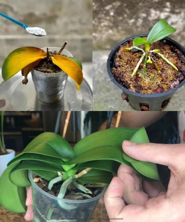 Orquídea podrida y moribunda: una cucharada de esto y revive al instante Milagro natural estilo Pinterest fácil, rápido y eficaz Por qué se pudre una orquídea? Riego excesivo = raíces blandas, moho y hongos. Macetas sin drenaje y ambientes húmedos agravan el problema. Cuidado: regar no siempre significa cuidar. Mantenimiento básico Corta las partes muertas para evitar que absorban humedad innecesaria. Usa macetas con buen drenaje y ubica la planta en un lugar fresco y seco. El remedio que la revive Una cucharadita de cal agrícola en polvo Mezcla con agua caliente y deja reposar 30 minutos. Desentierra la orquídea, corta las raíces podridas oscuras y blandas. Cambia la tierra por sustrato nuevo. Riega con la mezcla preparada. 華 Vuelve a plantar con mimo Cuida tu orquídea como siempre y observa cómo renace, fuerte y saludable. Repite el proceso si lo necesitas, pero con prevención no hará falta. Resultado: una orquídea rescatada y más hermosa que nunca.