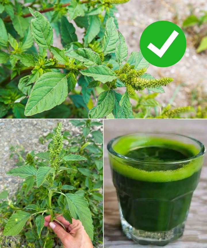 La joya oculta de tu jardín: el amaranto A menudo visto como una maleza, el amaranto es en realidad un tesoro nutricional lleno de beneficios para la salud. Sus hojas y semillas son una fuente excepcional de vitaminas, minerales, antioxidantes y proteínas. 10 beneficios del amaranto: 1 Fortalece los huesos gracias a su alto contenido en calcio. 2 Protege el corazón con fibra, potasio y antioxidantes. 3 Previene la anemia por su aporte de hierro. 4 Refuerza el sistema inmunitario con vitamina C. 5 Cuida la vista con vitamina A y betacarotenos. 6 Aporta proteínas vegetales completas, ideales para veganos. 7 Mejora la digestión y regula el azúcar en sangre gracias a la fibra. 8 Reduce la inflamación, útil en artritis y dolencias crónicas. 9 Combate el envejecimiento celular con antioxidantes. Aporta un cóctel de nutrientes esenciales: vitaminas A, C, K, hierro, magnesio y potasio. 綾 Cómo incorporarlo a tu dieta: Hojas tiernas en ensaladas. Salteados o al vapor como las espinacas. En sopas y guisos para enriquecer sabor y nutrientes. En batidos verdes para un plus de energía. Semillas cocidas como la quinua o en harina para panes y galletas. Precaución: algunas variedades contienen ácido oxálico; consúmelo con moderación y evita plantas expuestas a pesticidas. El amaranto, más que una hierba silvestre, es un súper alimento natural que merece un lugar en tu mesa.