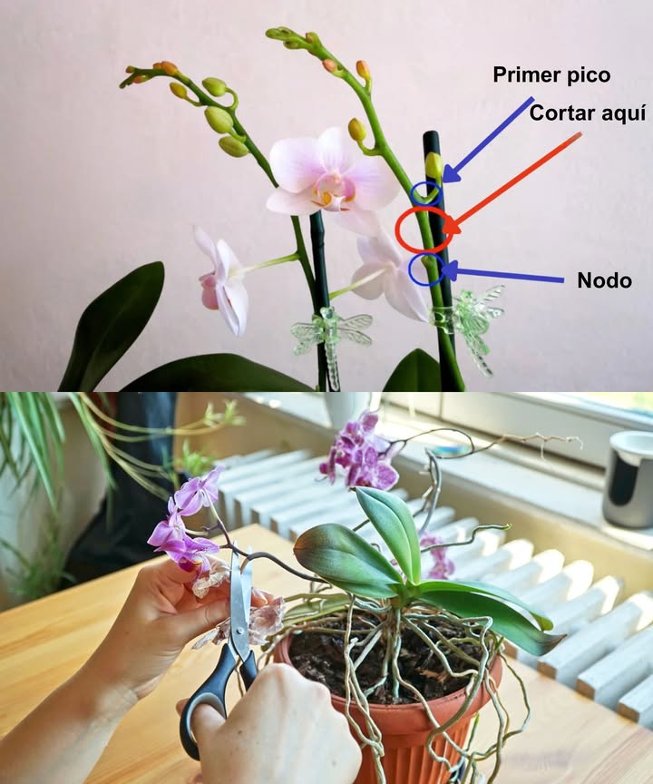 Corta la orquídea justo aquí y pronto verás nuevas flores Las orquídeas florecen mejor cuando se podan correctamente. Una poda bien hecha estimula nuevos brotes y flores, mejora la salud de la planta y previene enfermedades. Elige el momento ideal: Poda justo después de la floración, entre octubre y noviembre. Observa el junco floral: Si está completamente seco: corta desde la base. Si solo se secó la punta: elimina solo esa parte. Si sigue verde pero no florece: corta 1 cm por encima del tercer ojo nudo. 華 Revisa también las raíces: Elimina raíces marrones, secas o podridas. Conserva raíces aéreas sanas: ayudan en la fotosíntesis y absorben humedad. Consejo clave: Corta a unos 0,7 cm por encima del nudo para estimular nuevos brotes. No cortes hojas verdes o ligeramente amarillas: siguen siendo funcionales. 識 Usa herramientas limpias y afiladas. No riegues ni pulverices durante 23 días después del corte. Después de podar: Evita mover la planta, regar o abonar. Dale estabilidad: Temperatura: 1822 C Luz natural difusa Humedad moderada Con cuidados constantes y poda precisa, tu orquídea volverá a florecer más bella que nunca.