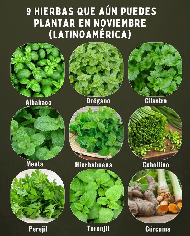 9 Hierbas que aún puedes plantar en NOVIEMBRE Latinoamérica Albahaca: ama el sol y el calor; ideal para zonas tropicales y templadas. Orégano: resiste altas temperaturas y crece bien en suelos secos y soleados. Cilantro: perfecto para sembrar al inicio de la temporada lluviosa o en sombra parcial. Menta: prospera en lugares húmedos y con sombra ligera; controla su expansión. Hierbabuena: similar a la menta, fresca y vigorosa durante todo el año. Cebollino: crece bien con calor moderado y humedad constante. Perejil: prefiere climas templados, tolera el calor si no falta agua. Toronjil melisa: ideal para zonas frescas del trópico; atrae abejas y mariposas. Cúrcuma: planta tropical por excelencia, siémbrala en suelos húmedos y con sombra parcial. Consejo: en regiones muy cálidas, aprovecha las primeras horas del día para regar y protege las plantas jóvenes del sol intenso.