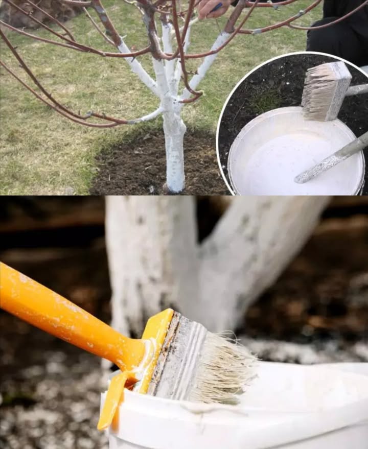 Tome la cal para blanquear sus árboles frutales! No espere más, febrero es el momento clave para proteger los troncos. Método simplificado para blanquear troncos de árboles frutales: 粒 Preparación del tronco: Limpie alrededor con cepillo rígido para eliminar suciedad y musgo. Retire corteza suelta y áreas enfermas para prevenir enfermedades. 離 Preparación de la solución: Disuelva 2,5 kg de cal apagada en 10 litros de agua. Añada 0,1 kg de adhesivo para madera y 0,5 kg de sulfato de cobre para mejor adherencia y protección. Aplicación: Revuelva bien y deje reposar unas horas. Aplique con cepillo suave, cubriendo el tronco hasta 20-30 cm sobre el suelo. Cuidados post-aplicación: Deje secar completamente. Repita si es necesario para capa uniforme. Frecuencia: Blanquear varias veces al año, especialmente antes de invierno y primavera. Consejos: Evite días lluviosos o ventosos para mejor secado. Revise el tronco regularmente para reaplicar si hace falta. Proteja sus árboles del frío y sol fuerte, prolongue su vida y asegure cosechas saludables.