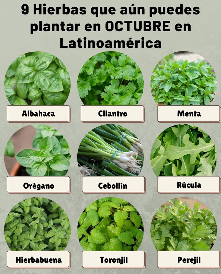 9 Hierbas que aún puedes plantar en OCTUBRE en Latinoamérica Albahaca Ama el calor, ideal para macetas o huertos soleados. Cilantro Se adapta a climas frescos y templados, brota rápido. Menta Perfecta en sombra parcial, muy resistente en zonas húmedas. Orégano Rústico y aromático, crece bien en suelos ligeros y soleados. Cebollín Fácil de mantener, rinde cosechas constantes todo el año. Rúcula Se adapta a climas templados, lista para cosechar en pocas semanas. Hierbabuena Ideal para climas tropicales, requiere riego regular. Toronjil Melissa Prefiere sombra parcial y suelos frescos. Perejil Tolera distintos climas, lento al inicio pero muy productivo.