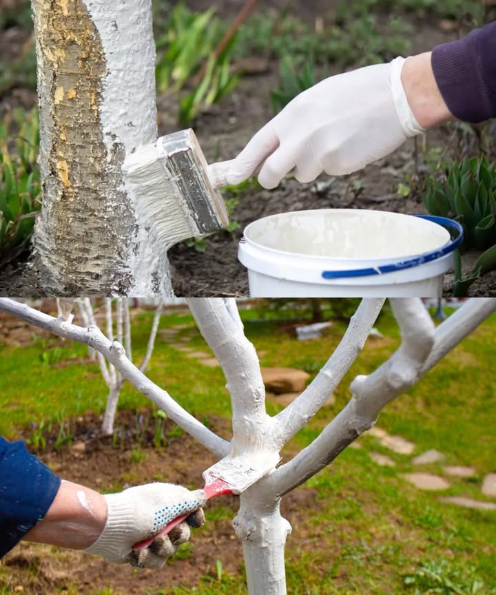 Blanqueado de árboles frutales: guía express que sí resiste la lluvia Por qué hacerlo: el blanco refleja el sol, evita grietas por heladas y quemaduras; facilita la inspección del tronco. Cuándo: finales de noviembremediados de enero; alternativa febrero antes de sol fuerte. Temperatura de trabajo: 3 a 10 C, sin lluvia/nieva y corteza seca. Revisión invernal: tras lluvias fuertes; repasar si se desgasta enerofebrero. Zonas: en tierras bajas cálidas antes fin de noviembre; en altura después de las primeras heladas estables. Mezcla que funciona 10 l leche de cal 2 kg cal apagada CaOH 10 l agua Opcional: 0,51 kg arcilla adhiere, 0,20,5 kg tiza cubre, pizca de cola natural almidón o cola para revestimientos para resistencia a la lluvia. Consistencia: crema ligera; si fluye, añade arcilla/tiza; si se cuartea, más agua. No usar: pinturas acrílicas/oleosas de obra, sales ni cal con aditivos industriales. Preparación y aplicación Limpia musgos y escamas con cepillo suave sin herir. Protege el suelo en la base. Pinta con brocha ancha desde la base hasta 80120 cm y 2030 cm de las ramas inferiores; prioriza caras SSO pero rodea todo. Dos capas: segunda mano fina a los 3060 min. Secado: 46 h sin precipitación; mejor por la mañana. A qué árboles dar prioridad Manzano, peral, ciruelo, cerezo, albaricoquero, melocotonero. Jóvenes 1.º5.º año y los orientados al sur junto a muros/vallas. Duración y repaso Con espesante natural: 23 meses. Práctica habitual: capa principal en diciembre repaso en febrero. Errores frecuentes Tarde tras las grietas protección insuficiente. Sobre corteza húmeda mala adhesión. Mezcla líquida goteo, poca cobertura. Pintar a medias cubrir todo el perímetro y bases de ramas. Pinturas de obra bloquean la respiración. Cal con aditivos usa cal apagada hortícola. Seguridad La cal es alcalina: guantes, gafas, mezclar sin inhalar polvo; en piel, lavar con agua. Alternativas y apoyo Envolturas claras yute, espirales para muy jóvenes, combinadas con blanqueo. Mantillo en la base corteza/astillas para estabilizar humedad y temperatura del cuello. Paso a paso rápido Día seco y sin viento, 3 a 10 C. Limpia el tronco y cubre el suelo. Mezcla 2 kg cal apagada/10 l agua arcilla/tiza. Aplica 2 capas finas del tronco a las ramas bajas. Deja endurecer 46 h, revisa tras lluvias y renueva si hace falta.