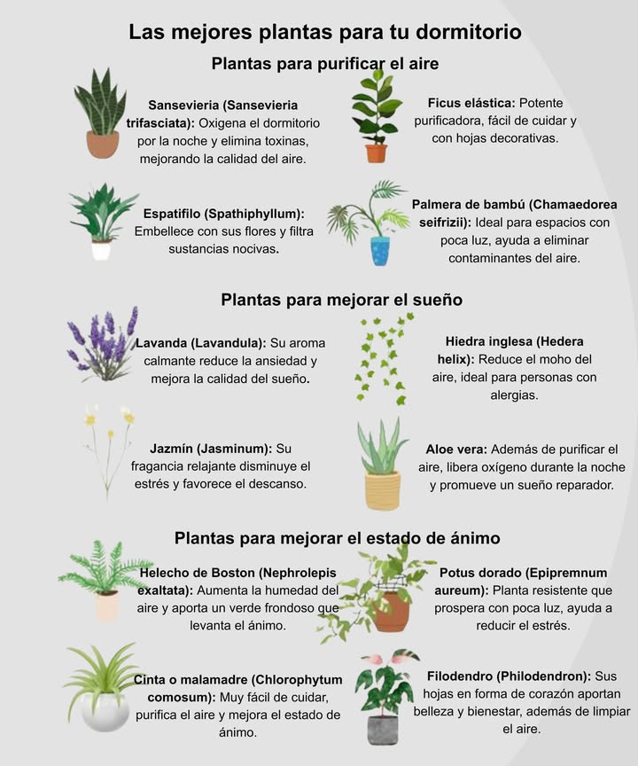 Las mejores plantas para tu dormitorio: más salud y felicidad Purificadoras del aire: Sansevieria Lengua de suegra Elimina toxinas mientras duermes. Palma de bambú Limpia el aire incluso con poca luz. Lirio de la paz Filtra sustancias químicas nocivas. Ficus elástica Hojas elegantes y aire más puro. Para dormir mejor: Lavanda Calma la ansiedad y mejora el descanso. Jazmín Reduce el estrés y favorece un sueño profundo. Hiedra inglesa Disminuye el moho, ideal para alérgicos. Aloe vera Libera oxígeno por la noche. Para levantar el ánimo: Helecho de Boston Verde exuberante que alegra el ambiente. Planta araña Chlorophytum Fácil de cuidar, pura felicidad. Poto dorado Epipremnum aureum Crece en cualquier lugar y reduce el estrés. Filodendro Hojas en forma de corazón que transmiten buenas vibras. Respira mejor, duerme más profundo y despierta más feliz.