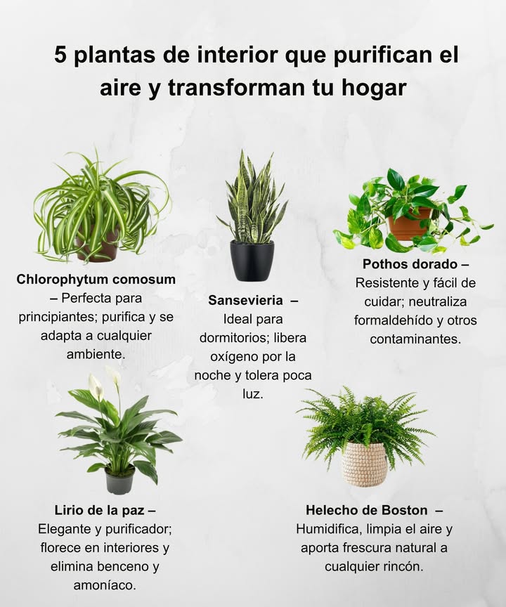 5 plantas de interior que purifican el aire y transforman tu hogar Sansevieria Lengua de suegra Ideal para dormitorios; libera oxígeno por la noche y tolera poca luz. Pothos dorado Epipremnum aureum Resistente y fácil de cuidar; neutraliza formaldehído y otros contaminantes. Chlorophytum comosum Planta araña Perfecta para principiantes; purifica y se adapta a cualquier ambiente. Espatifilo Lirio de la paz Elegante y purificador; florece en interiores y elimina benceno y amoníaco. Helecho de Boston Nephrolepis exaltata Humidifica, limpia el aire y aporta frescura natural a cualquier rincón. Crea un oasis verde en casa y respira pureza, calma y equilibrio cada día