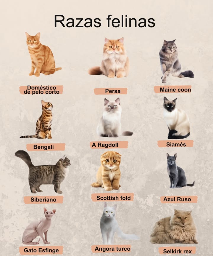 Desde los templos del antiguo Egipto hasta los hogares modernos, los gatos han sido símbolo de elegancia, misticismo y conexión con el ser humano. Con más de 70 razas reconocidas, cada una cuenta una historia única marcada por culturas, climas y civilizaciones. 15 razas felinas con orígenes fascinantes Doméstico de Pelo Corto Europa y Asia Heredero del gato salvaje africano y europeo. Persa Irán Glamour y nobleza desde el siglo XVI. Maine Coon EE. UU. Gigante gentil surgido en Maine, siglo XIX. Bengalí EE. UU. Belleza salvaje con alma doméstica. Ragdoll EE. UU. Dulzura californiana de los años 60. Siamés Tailandia Elegancia milenaria de las cortes reales. Siberiano Rusia Fortaleza y ternura del corazón siberiano. Scottish Fold Escocia Orejitas dobladas, historia escocesa. Azul Ruso Rusia Misterio y distinción desde el siglo XIX. Esfinge Canadá Sin pelo, pero con gran personalidad. Angora Turco Turquía Belleza ancestral de Anatolia. Selkirk Rex EE. UU. Rizos únicos desde Montana. Pelo Largo Europeo Europa y Asia Elegancia heredada del gato salvaje. Pelo Corto Europeo Europa y Asia Nobleza en su forma más simple. Oriental Asia Estilo exótico del siglo XIX. Cada raza es un viaje por la historia y la cultura del mundo. Belleza, carácter y linaje felino en su máxima expresión.