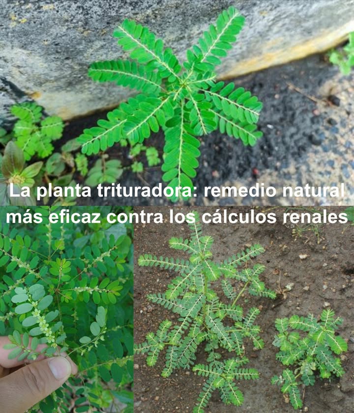 La planta trituradora: remedio natural más eficaz contra los cálculos renales Phyllanthus niruri, conocida como Rompepiedras, es una aliada poderosa para la salud renal. Utilizada desde tiempos ancestrales, ayuda a disolver, prevenir y aliviar los síntomas de los cálculos renales. Propiedades destacadas Disuelve cálculos de oxalato de calcio gracias a sus compuestos activos Estimula la diuresis y expulsa piedras pequeñas Calma el tracto urinario con su efecto antiinflamatorio Previene la cristalización de minerales y evita nuevas formaciones Té de Rompepiedras 1 cdita de hojas secas 1 taza de agua Hervir 10 min, colar y beber 23 veces al día Eficaz para disolver cálculos pequeños y prevenir su aparición 磻 Jugo fresco Un puñado de hojas frescas taza de agua Licuar, colar y tomar 1 cucharada 2 veces al día Alivio rápido y natural Polvo casero Secar hojas y tallos, moler finamente Guardar en frasco hermético Tomar 1 cdita al día con agua o jugo para mantener la salud renal Precauciones No exceder la dosis: riesgo de deshidratación Mantener buena hidratación durante el tratamiento Consultar con un médico en embarazo o bajo medicación El uso responsable de Phyllanthus niruri es una alternativa natural y segura para proteger el sistema urinario y disolver cálculos renales de forma no invasiva.