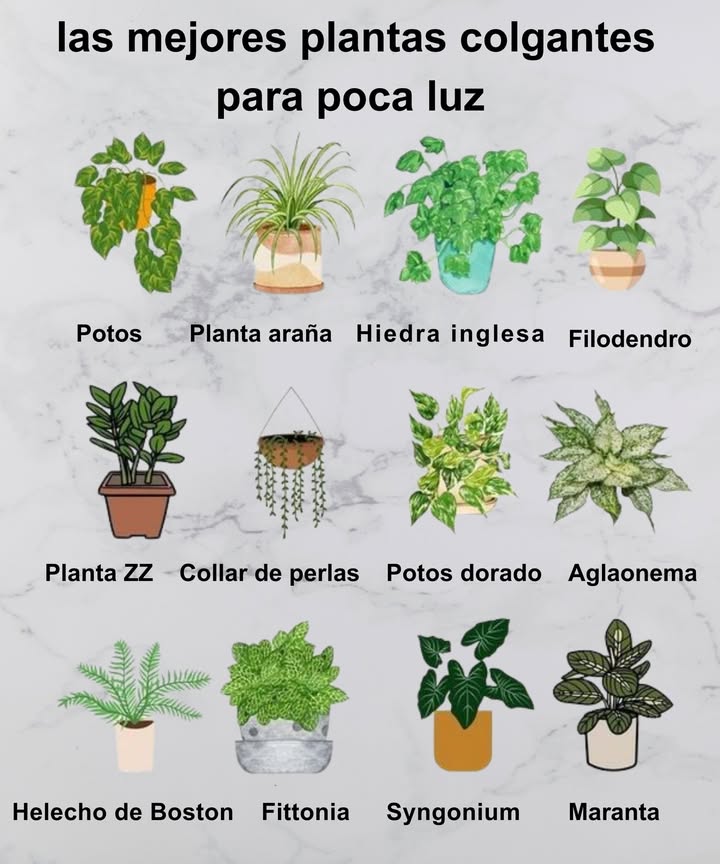 Plantas Colgantes para Poca Luz Fáciles de cuidar y perfectas para interiores Potos Planta araña Hiedra inglesa Filodendro Planta ZZ Collar de perlas Potos dorado Aglaonema Helecho de Boston Fittonia Syngonium Maranta Verde y vida en cualquier rincón
