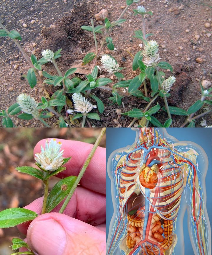 Gomphrena celosioides Amaranto globo postrado: la planta curativa que podrías estar pisando Pequeña, discreta y llena de poder natural. La Gomphrena celosioides, conocida como amaranto globo postrado, crece silvestre en caminos y jardines cálidos. Detrás de su aspecto modesto esconde un gran potencial medicinal: antioxidante, depurativa, digestiva y antiinflamatoria. Principales beneficios de la Gomphrena celosioides Regula el azúcar en sangre y apoya a quienes tienen diabetes. Reduce la inflamación y alivia dolores articulares o musculares. Favorece la salud renal y elimina toxinas por su efecto diurético. Mejora la digestión y alivia hinchazón o estreñimiento. Promueve la desintoxicación natural del hígado y los riñones. Disminuye la fiebre y calma resfriados leves. Refuerza el sistema inmunológico y combate bacterias. Alivia la tos y limpia las vías respiratorias. Protege el hígado frente a toxinas y medicamentos. Ayuda en infecciones urinarias y molestias al orinar. Otros usos tradicionales Calma dolores de cabeza y calambres menstruales. Favorece la cicatrización de heridas y picaduras. Mejora la circulación y reduce el colesterol. Actúa como sedante natural para el sueño y la relajación. Formas de uso casero 1. Té depurativo y digestivo Hervir 12 cdtas. de hojas o flores en una taza de agua 510 min. Colar y beber tibio una o dos veces al día. Añadir miel o limón al gusto. 2. Pasta para la piel Machacar hojas frescas con agua o aceite de coco. Aplicar sobre heridas, picaduras o irritaciones. Calma, desinfecta y ayuda a cicatrizar. 3. Baño herbal relajante Hervir un puñado de planta en agua y verter en la bañera. Relaja los músculos y refresca el cuerpo. 4. Polvo natural Secar y moler las hojas. Añadir 1 cdta. a batidos o agua tibia. Estimula el sistema inmune y la digestión. Notas importantes Usar con moderación y hacer pausas entre tratamientos. Evitar en embarazo, lactancia o si se toman fármacos para glucosa o presión. Consultar siempre con un profesional antes de un uso prolongado. Una joya silvestre de la medicina natural: La Gomphrena celosioides demuestra que la verdadera curación puede brotar incluso del suelo más humilde. Pequeña, resistente y profundamente beneficiosa para cuerpo y mente.