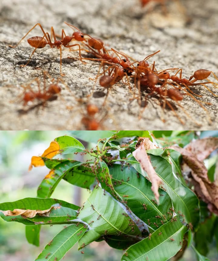 La mejor forma de eliminar hormigas: espárcelo sobre el hormiguero y caerán una a una Aunque útiles en la naturaleza, las hormigas pueden arruinar tu jardín al proteger plagas como los pulgones y dañar raíces, brotes y estructuras vegetales. Por suerte, existen remedios naturales que funcionan de verdad. Harina de maíz La comen, pero al hincharse dentro de ellas, provoca su muerte. Espárcela directamente sobre el hormiguero para resultados efectivos. 蓼 Bórax con azúcar Mezcla una taza de azúcar con media taza de agua hirviendo y añade una cucharada de bórax. Coloca la solución cerca del hormiguero: las hormigas la llevan al interior y la colonia desaparece. Canela en polvo Su aroma fuerte repele a las hormigas y protege al mismo tiempo tus plantas del moho. Ideal para zonas delicadas como macizos de flores. Café usado, bicarbonato o levadura química Espolvorea en los caminos de las hormigas o en el nido. Su efecto desecante y tóxico elimina a los invasores sin químicos agresivos. Vinagre blanco con bicarbonato Una mezcla burbujeante que destruye nidos y repele insectos. Seguro para el entorno y altamente efectivo. Actúa rápido y de forma natural. Tu jardín volverá a estar limpio, sano y libre de invasores.