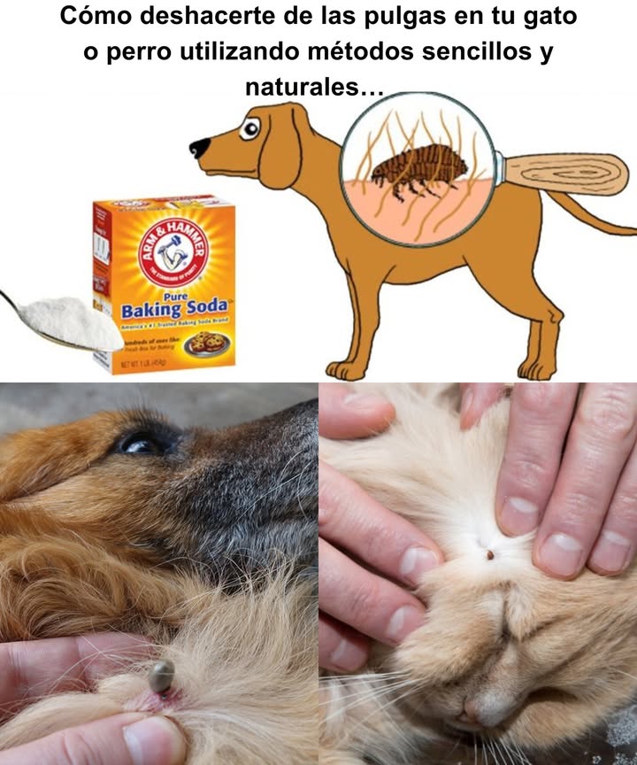 Cómo deshacerte de las pulgas en tu gato o perro utilizando métodos sencillos y naturales 殺 1. Baño con jabón neutro: Baña a tu mascota con agua tibia y jabón neutro como jabón para bebés o de castilla. Las pulgas se desprenden con facilidad gracias al agua, y el jabón ayuda a eliminarlas. Utiliza un peine antipulgas para retirar las pulgas muertas del pelaje. 2. Vinagre de manzana: Combina partes iguales de agua y vinagre de manzana en un rociador. Aplica suavemente en el pelaje de tu mascota, cuidando de evitar los ojos. El aroma y la acidez del vinagre son efectivos para repeler pulgas. 3. Spray de limón: Hierve rodajas de limón en agua, deja enfriar y cuela la mezcla. Rocía a tu mascota con este remedio natural, ya que el limón posee propiedades repelentes. 4. Aceites esenciales con precaución: Los aceites de lavanda, citronela o eucalipto pueden ayudar a mantener alejadas a las pulgas, pero es crucial usarlos diluidos unas gotas en agua y nunca en gatos, ya que son sensibles a muchos aceites esenciales. 識 5. Limpieza profunda del hogar: Aspira alfombras, muebles y lava las camas de tus mascotas con agua caliente. Espolvorea bicarbonato de sodio o sal en las alfombras antes de aspirar para deshidratar las pulgas y sus huevos. 6. Tierra de diatomeas: Espolvorea tierra de diatomeas de grado alimenticio en los lugares donde suele estar tu mascota. Este producto natural mata las pulgas al deshidratarlas, pero evita que tu mascota lo inhale. #EliminarPulgas #MascotasFelices #SaludAnimal