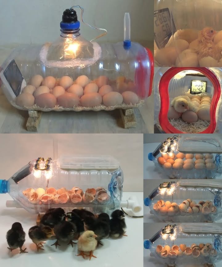 Incubadora casera con botella de agua: un proyecto sencillo y funcional Materiales necesarios: Botella de plástico 5 L o más Bombillas pequeñas o lámparas de calefacción Termómetro e higrómetro Cartón de huevos o espuma Tijeras o taladro Pasos esenciales para construirlo: 1 Prepara la botella: Limpia bien la botella, colócala de lado y corta una abertura lateral. 2 Fuente de calor: Instala las bombillas o lámparas de calefacción, manteniendo una temperatura de 37,5 C. 3 Estabiliza los huevos: Usa espuma o cartón para evitar que los huevos se deslicen. 4 Controla el medio ambiente: Coloca un termómetro y un higrómetro. Humedad ideal: 45-55% durante la incubación 65-75% en los últimos 3 días 5 Ventilación: Taladra pequeños orificios para asegurar la entrada de aire fresco. 6 Cambio diario: Voltea los huevos al menos 3 veces al día. Consejos de seguridad: Verifica la temperatura regularmente Mantén la incubadora fuera del alcance de niños y animales. Una ingeniosa solución para iniciar la incubación con pocos recursos y mucha pasión. 讀