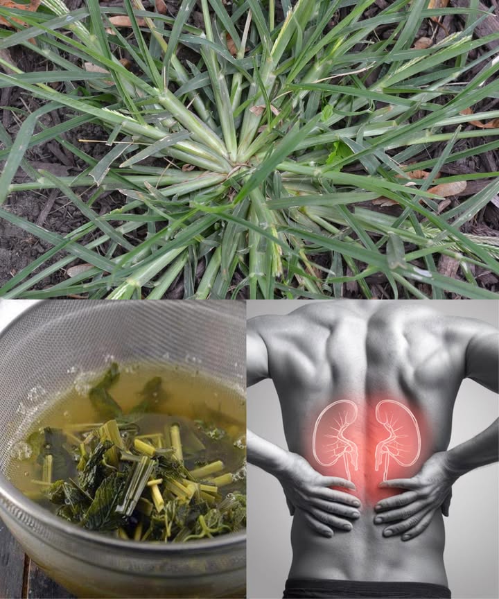30 increíbles beneficios de la hierba de ganso Eleusine indica Una hierba humilde que crece en cualquier rincón, pero con un poder medicinal que sorprende. La hierba de ganso, considerada muchas veces una simple maleza, guarda en sus hojas y tallos compuestos bioactivos con un arsenal de propiedades curativas. 30 beneficios destacados: Desintoxica el organismo y limpia los riñones Reduce la inflamación y calma la artritis Protege las células con antioxidantes naturales Alivia la hinchazón y la indigestión Combate bacterias, virus y hongos Ayuda a bajar la fiebre Regula la presión arterial Favorece la salud respiratoria: asma, bronquitis, congestión Cicatriza heridas y raspones Protege el tracto urinario y ayuda contra cálculos renales Regula el azúcar en sangre en la diabetes Reduce la retención de líquidos y apoya el control de peso Expulsa parásitos intestinales Mejora la salud de la piel irritada o inflamada Alivia dolores leves y molestias Estimula el crecimiento del cabello y previene su caída Fortalece el hígado y lo desintoxica Refuerza el sistema inmune Favorece la salud ósea Combate el estreñimiento suavemente Mejora la circulación y protege el corazón Regula el colesterol LDL Propiedades anticancerígenas potenciales Reduce la ansiedad y el estrés Calma los dolores de cabeza Promueve un sueño profundo y reparador Usada tradicionalmente contra mordeduras de serpiente Reduce la hinchazón por golpes Protege y fortalece las articulaciones Cuida la vista y retrasa el envejecimiento ocular Usos caseros prácticos: Té detox: hervir un puñado de hojas durante 10 min, colar y beber hasta 2 veces al día. Pasta cicatrizante: triturar hojas frescas y aplicar en cortes o inflamaciones. Enjuague capilar: dejar las hojas en agua toda la noche y usarla para lavar el cuero cabelludo. Compresa calmante: aplicar una decocción sobre la piel irritada con un paño limpio. Precauciones: evitar en embarazo, lactancia y problemas renales sin supervisión médica. Siempre recolectar en lugares limpios y seguros. Un tesoro natural escondido en los caminos: pequeña, persistente y llena de poder curativo
