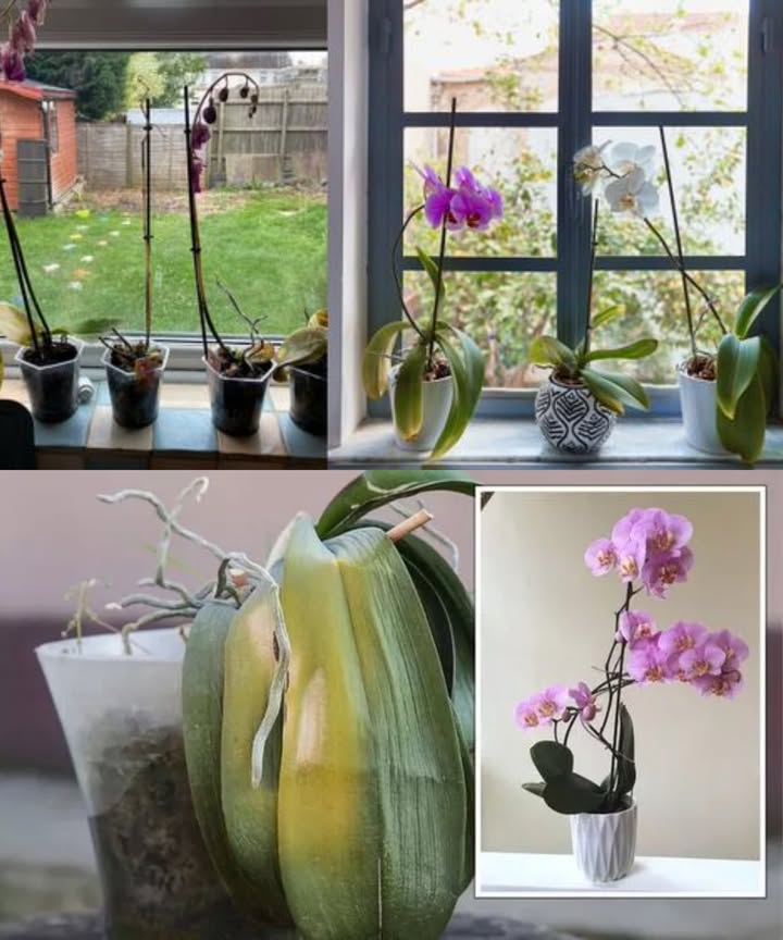 Orquídea Moribunda: Cómo Revivirla en Solo 5 Minutos No todo está perdido. Con algunos cuidados esenciales, tu orquídea puede volver a florecer con fuerza y belleza. Paso 1: Diagnóstico rápido Raíces blandas y marrones = exceso de agua Hojas amarillas y flores caídas = sequedad o calor extremo Orquídea seca: baño revitalizante Sumerge la maceta en un recipiente con agua durante 10 minutos Deja escurrir completamente antes de colocarla en su sitio Hidrata sin encharcar Orquídea con exceso de agua: limpieza total Retira la planta de la maceta Elimina tierra húmeda y raíces podridas Corta con tijeras desinfectadas Replanta en sustrato de corteza de pino Usa maceta con orificios de drenaje capa de guijarros de arcilla Cuidados diarios para mantenerla sana Luz indirecta, sombra parcial Riego: 1 vez por semana en primavera/verano 1 vez cada 15 días en otoño/invierno Pulveriza el follaje a diario si el ambiente es seco Usa agua filtrada o de lluvia a temperatura ambiente Retira el agua sobrante del platillo Fuerza y floración con abono equilibrado Fertilizante rico en nitrógeno para el crecimiento Fertilizante con potasio para la floración Diluir bien y no excederse Usa macetas transparentes para controlar la salud de las raíces Con estos cuidados, tu orquídea revivirá y florecerá con más fuerza que nunca
