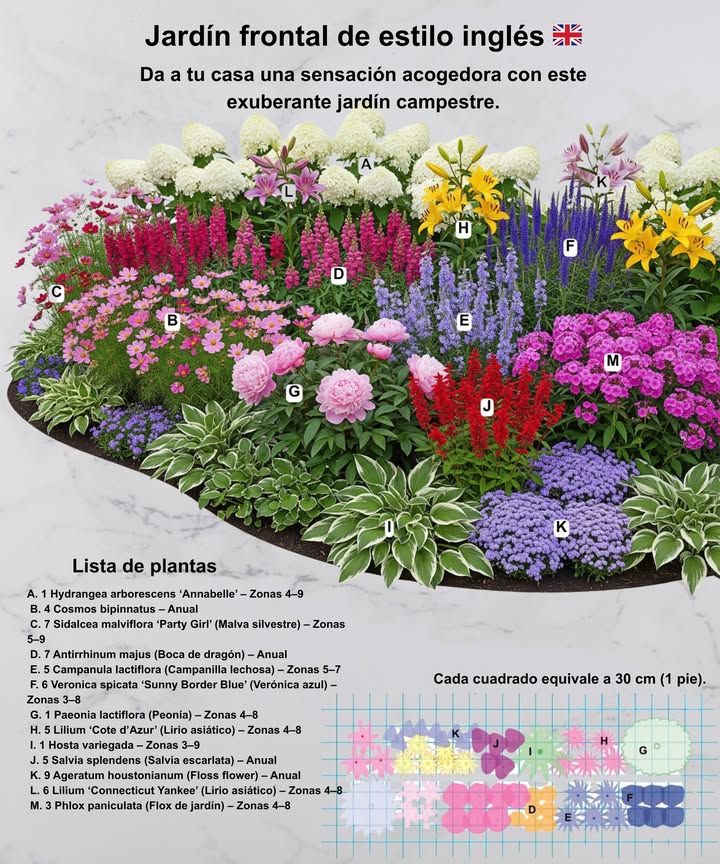 Jardín Frontal de Estilo Inglés Este diseño aporta el encanto del jardín campestre con una mezcla de flores, texturas y alturas que se mantienen atractivas desde la primavera hasta finales del verano. Lista de plantas según zonas: Hortensia Annabelle Zonas 49 Cosmos Anual Malva real Sidalcea, Zonas 59 Boca de dragón Antirrhinum, Anual Campanilla lechosa Campanula lactiflora, Zonas 57 Verónica Veronica, Zonas 38 Peonía Paeonia, Zonas 38 Lirio asiático Lilium asiaticum, Zonas 48 Hosta variegada Hosta, Zonas 39 Salvia escarlata Salvia splendens, Anual Agerato Ageratum houstonianum, Anual Flox de jardín Phlox paniculata, Zonas 48 Las hortensias altas forman el fondo, las peonías y lirios llenan el centro, y las anuales de colores aportan floración continua al frente.