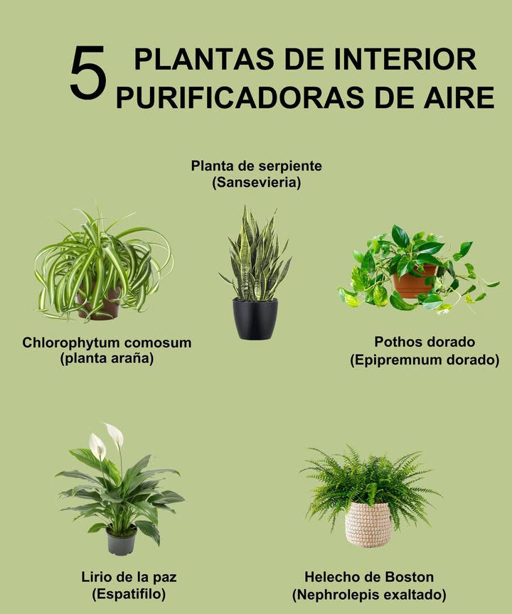 5 Plantas de interior que purifican el aire y embellecen tu hogar Sansevieria Lengua de suegra: Perfecta para dormitorios, libera oxígeno por la noche y necesita poca luz. Pothos dorado Epipremnum aureum: Muy resistente, combate el formaldehído y otros contaminantes comunes. Chlorophytum comosum Planta araña: Ideal para principiantes, limpia el aire y se adapta a distintos ambientes. Espatifilo Lirio de la paz: Añade elegancia, florece en interiores y elimina toxinas como benceno y amoníaco. Helecho de Boston Nephrolepis exaltata: Humidifica el aire, purifica y aporta un toque verde exuberante. Conecta con la naturaleza dentro de casa y mejora tu bienestar con cada respiro