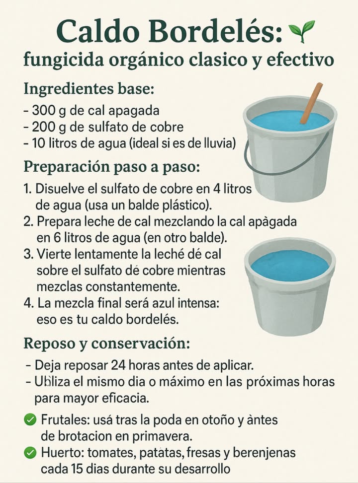 Caldo Bordelés: fungicida orgánico clásico y efectivo Ingredientes base: 300 g de cal apagada 200 g de sulfato de cobre 10 litros de agua ideal si es de lluvia Preparación paso a paso: Disuelve el sulfato de cobre en 4 litros de agua usa un balde plástico. Prepara leche de cal mezclando la cal apagada en 6 litros de agua en otro balde. Vierte lentamente la leche de cal sobre el sulfato de cobre mientras mezclas constantemente. La mezcla final será azul intensa: eso es tu caldo bordelés. Reposo y conservación: Deja reposar 24 horas antes de aplicar. Utiliza el mismo día o máximo en las próximas horas para mayor eficacia. Aplicación correcta: Preventivo: rocía hojas y tallos completos, especialmente en primavera o climas cálidos y húmedos. Frutales: usa tras la poda en otoño y antes de brotación en primavera. Huerto: tomates, patatas, fresas y berenjenas cada 15 días durante su desarrollo. Seguridad y precauciones: Usa guantes y mascarilla al preparar y aplicar. Evita contacto directo con la piel. Suspende el uso 4 semanas antes de cosechar. Una solución ecológica, efectiva y tradicional para cuidar tus plantas de enfermedades fúngicas sin comprometer la salud del huerto.