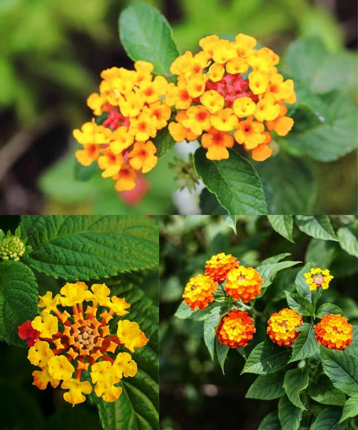 El poder oculto de la Lantana común Lantana camara: usos seguros en casa La Lantana camara, con sus racimos de flores amarillas, naranjas y rosas, parece una simple planta ornamental. Sin embargo, detrás de su belleza se esconde una poderosa medicina natural usada durante siglos en zonas tropicales por sus propiedades curativas. Propiedades destacadas Antimicrobiana y cicatrizante: combate bacterias y ayuda a sanar la piel. Antiinflamatoria: calma irritaciones, picazón y dolor articular. Aromática: sus aceites naturales repelen insectos y purifican el ambiente. Importante Las hojas y bayas son tóxicas si se ingieren. Se usa solo de forma externa y con precaución. Usos caseros seguros solo externos 1 Heridas y cortes leves Lave hojas frescas y tritúrelas hasta obtener jugo. Aplique sobre la piel limpia y cubra con una gasa. Desinfecta y acelera la cicatrización. 2 Erupciones o picazón Hierva hojas 1015 min y deje enfriar. Use el agua para lavar la piel o agrégala al baño. Alivia la irritación y refresca. 3 Vapor para aliviar la tos Hierva hojas y respire el vapor unos minutos sin acercarse demasiado. Despeja las vías respiratorias. 4 Dolor articular o muscular Caliente hojas trituradas y aplíquelas sobre la zona afectada 1520 min. Reduce inflamación y rigidez. 5 Repelente natural Triture hojas y flores; colóquelas cerca de ventanas o rocíe el agua hervida. Mantiene alejados los mosquitos. 華 Consejos de seguridad esenciales No ingerir ninguna parte de la planta. Mantener alejada de niños y mascotas. Lavar las manos tras manipularla. Probar en una pequeña zona de piel antes del uso. Evitar aplicar sobre heridas profundas. Beneficios externos principales Acelera la cicatrización de heridas. Calma eccemas y erupciones. Alivia el dolor muscular. Actúa como repelente natural. Ayuda a respirar mejor mediante vapor. Conclusión La Lantana camara es una planta hermosa y poderosa: tóxica si se consume curativa por fuera, tóxica por dentro. Usada con respeto y cuidado, puede convertirse en una aliada natural para la piel, el bienestar y el hogar.