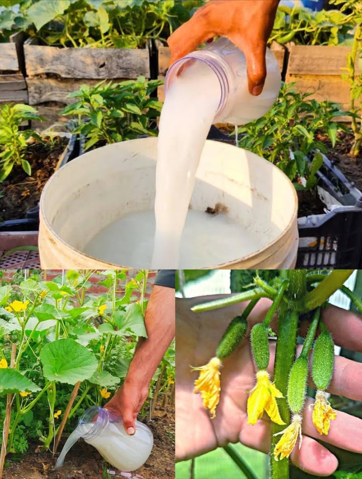 Mis plantas explotaron después de este fertilizante casero! Cosecha enorme Ingredientes 1 puñado de azúcar blanca o morena 20 g de levadura seca 68 l de agua tibia 華 Preparación En un cubo de 5 l, añadir el azúcar. Incorporar la levadura seca. Verter el agua tibia. Mezclar bien y dejar reposar 2 h. Remover de nuevo y usar de inmediato. Aplicación Regar las verduras del huerto en cuanto la mezcla esté lista. Preparar siempre fresco para máxima efectividad. Beneficios Suelo enriquecido con nutrientes esenciales Estímulo de microorganismos beneficiosos Vitaminas del grupo B para hojas verdes y sanas Floración y frutos más grandes y abundantes Frecuencia 23 veces por temporada, especialmente en verano Sirve tanto con levadura seca como fresca Un fertilizante económico, natural y tan potente como los minerales, para un jardín lleno de vida y cosechas espectaculares.