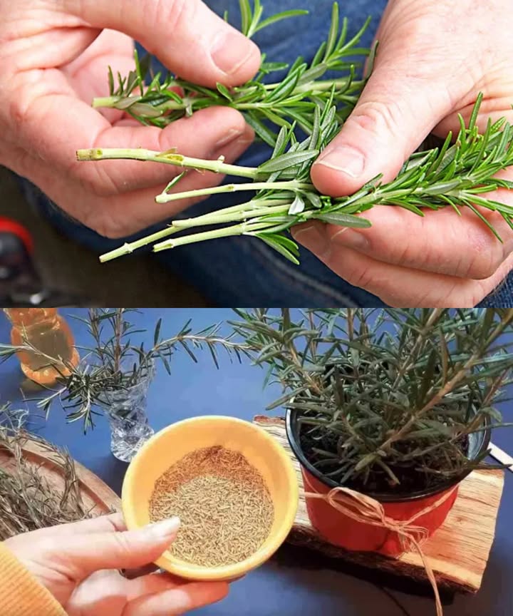 Esta planta del jardín lo cura todo: romero, el tesoro natural de pies a cabeza El romero no es solo una hierba aromática. Es una joya medicinal que ha acompañado a la humanidad desde tiempos antiguos. Si lo tienes en tu jardín, estás rodeado de un auténtico remedio natural. 易 Beneficios sorprendentes del romero Potente antioxidante y antiinflamatorio Alivia dolores de cabeza, musculares y de muelas Mejora la memoria y la concentración Relaja el sistema digestivo y combate los espasmos Estimula el hígado y protege el corazón Efecto diurético y carminativo Cómo aprovecharlo Prepara una decocción con unas hojas frescas en agua caliente, deja reposar 10 min, cuela y disfruta. Tómala 2 veces al día para notar sus efectos curativos. El aroma del romero ya es un bálsamo en sí. Tenerlo cerca es como tener una farmacia natural siempre disponible.
