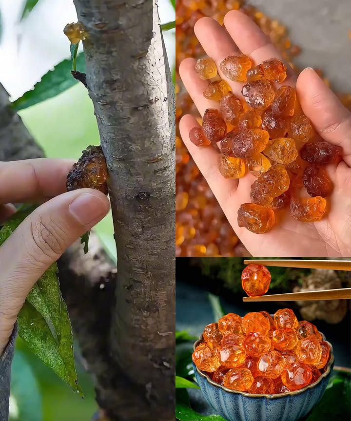 El poder de la resina del melocotonero Tao Jiao: 15 beneficios sorprendentes y cómo usarla en casa La resina de durazno, conocida en China como Tao Jiao 桃胶, es un manjar natural con siglos de uso en la medicina tradicional. Al remojarla, se transforma en una gelatina suave y transparente, rica en propiedades que nutren y embellecen desde adentro. 15 beneficios de la resina del melocotonero Suaviza y rejuvenece la piel con compuestos similares al colágeno Favorece la desintoxicación y apoya la función hepática Hidrata profundamente el cuerpo Mejora la digestión y calma la acidez Refuerza el sistema inmune Aporta un efecto refrescante natural Reduce la inflamación interna y cutánea Promueve un mejor descanso y sueño reparador Ayuda al equilibrio del peso sin aportar grasas ni azúcar Es suave para estómagos sensibles Apoya la salud femenina y el brillo de la piel Estimula la circulación sanguínea Protege articulaciones gracias a sus compuestos colagénicos Calma la tos seca y la garganta irritada Rica en antioxidantes con efecto antienvejecimiento Cómo usar la resina en casa 1 Remojar 1 cda. de resina seca en agua limpia durante 1012 h Se expandirá y quedará gelatinosa Retirar restos negros y enjuagar bien 2 Preparar Sopa dulce: hervir con agua, azúcar de roca, dátiles, goji o longan Con leche: cocinar con leche de coco o almendras, endulzar con miel En batidos: añadir la gelatina a licuados de frutas para más textura y nutrición Almacenamiento Guardar la gelatina hidratada en nevera hasta 3 días Nunca consumir cruda, siempre remojar y cocinar Un regalo ancestral de la naturaleza: la resina de melocotonero es ligera, nutritiva y perfecta para cuidar la piel, la digestión y la vitalidad desde dentro