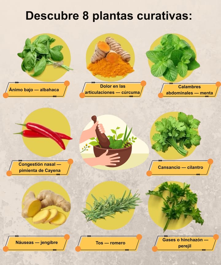 Descubre 8 plantas curativas: - Ánimo bajo albahaca - Dolor en las articulaciones cúrcuma - Calambres abdominales menta - Congestión nasal pimienta de Cayena - Cansancio cilantro - Náuseas jengibre - Tos romero - Gases o hinchazón perejil