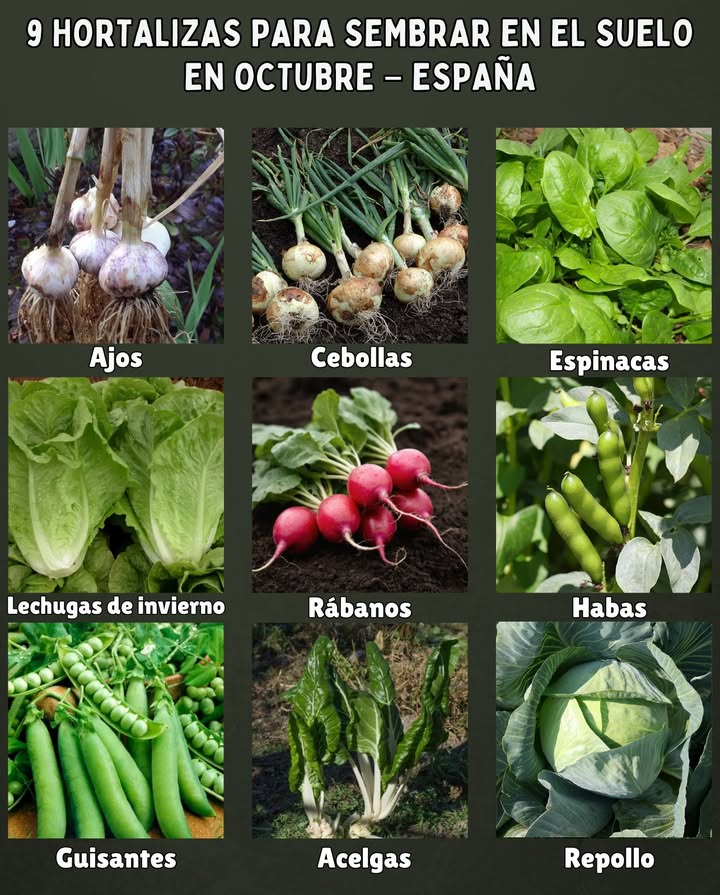 9 Hortalizas para sembrar en el suelo en OCTUBRE España Ajos siembra directa, climas frescos favorecen raíces fuertes. Cebollas trasplante o siembra directa, prefieren suelos sueltos y drenados. Espinacas germinan rápido y resisten bien el frío otoñal. Lechugas de invierno variedades resistentes para cosechas escalonadas. Rábanos ciclo muy corto, ideales para intercalar entre otros cultivos. Habas siembra directa, enriquecen el suelo con nitrógeno. Guisantes siembra temprana para aprovechar humedad otoñal. Acelgas crecimiento continuo, recolecta hojas exteriores. Coles repollo, lombarda trasplante en suelo fértil para cosechas de invierno y primavera. Consejo rápido: Mantén el suelo ligeramente húmedo y usa acolchado para proteger las plántulas del frío y conservar la humedad.