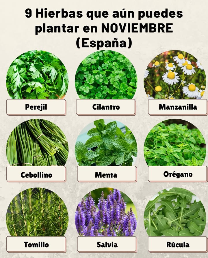 9 Hierbas que aún puedes plantar en NOVIEMBRE España Perejil: resistente al frío y de germinación lenta, ideal para macetas o borduras. Cilantro: prospera en climas frescos; siémbralo en suelo suelto y húmedo. Manzanilla: prefiere temperaturas suaves y pleno sol, perfecta para infusiones. Cebollino: perenne y rústico, brota incluso con bajas temperaturas. Menta: crece bien en otoño; protégela de heladas intensas. Orégano: siembra tardía posible si el clima es templado o en interior. Tomillo: una aromática que soporta bien el frío y adora el sol. Salvia: aguanta bien el invierno mediterráneo; poda suave tras plantar. Rúcula : crece rápido y tolera temperaturas bajas; ideal para cosechas continuas. Consejo: usa macetas profundas o jardineras protegidas del viento para mantenerlas fuertes durante el invierno.