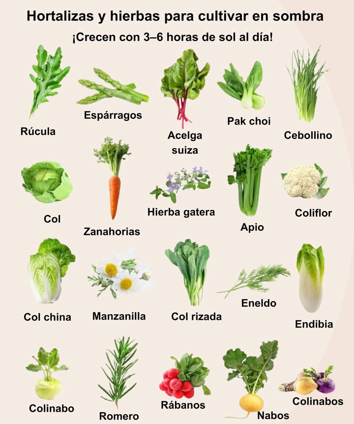 Estos cultivos prosperan con solo 3 a 6 horas de sol, perfectos para rincones más sombríos de tu huerto! Rúcula: Hojas de rápido crecimiento. Zonas 310 Espárragos: Hortaliza perenne para semisombra. Zonas 38 Acelga: Colorida y productiva toda la temporada. Zonas 310 Pak Choi: Verde crujiente ideal para salteados. Zonas 47 Cebollino: Hierba resistente con hojas comestibles. Zonas 39 Repollo: Cogollos compactos que prosperan en camas frescas. Zonas 39 Zanahorias: Prefieren suelos frescos. Zonas 310 Nepeta hierba gatera: Hierba aromática para sol filtrado. Zonas 39 Apio: Necesita humedad y semisombra. Zonas 410 Coliflor: Prefiere temperaturas frescas y sombra parcial. Zonas 211 Col china: Crecimiento rápido para cosechas de otoño/primavera. Zonas 211 Manzanilla: Hierba tolerante a la sombra y amiga de las abejas. Zonas 39 Berza: Resistente, produce de manera continua. Zonas 610 Eneldo: Hierba ligera que prospera en semisombra. Zonas 211 Endibia: Hoja de ensalada crujiente, menos amarga en sombra. Zonas 49 Colirrábano: Se mantiene tierno en suelos frescos. Zonas 310 Romero: Hierba fragante para semisombra. Zonas 710 Rábanos: Raíces rápidas para zonas con poca luz. Zonas 210 Nabos: La sombra mantiene sus raíces tiernas y suaves. Zonas 29 Rutabaga: Sabor dulce y a nuez en clima fresco. Zonas 39