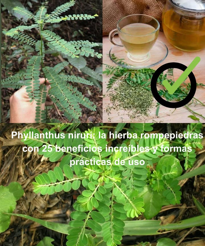 Phyllanthus niruri: la hierba rompepiedras con 25 beneficios increíbles y formas prácticas de uso 

Conocida como chancapiedras, esta planta ancestral es uno de los remedios naturales más completos. En infusión, polvo, cápsulas o aplicaciones tópicas, ofrece un abanico de beneficios comprobados.

 25 beneficios del chancapiedras
 Disuelve cálculos renales
變 Protege y desintoxica el hígado
㮝 Previene cálculos biliares
 Mejora la digestión
 Refuerza el sistema inmune
喝 Regula el azúcar en sangre
 Antiinflamatorio natural
 Reduce ácido úrico gota
 Mejora la piel: acné, eccema
 Alivio respiratorio: asma, bronquitis
 Cuida el corazón: colesterol y circulación
裂 Combate virus como hepatitis B
匿 Propiedades antibacterianas
 Equilibra la presión arterial
 Ayuda a controlar el peso
 Alivia el dolor menstrual
 Favorece el sueño reparador
 Aumenta la energía
什 Desintoxica el organismo
律 Reduce ansiedad y estrés
 Acelera la cicatrización
禮 Combate hongos pie de atleta
 Protege la vesícula biliar
 Alivia dolores musculares y articulares
 Refuerza la salud ocular

 Formas prácticas de uso
 Infusión básica  1 cdita de hojas secas en 1 taza de agua, hervir 10 min, colar y beber 12 tazas/día.
籠 Polvo   cdita con agua o zumo para digestión e inmunidad.
 Pasta tópica  hojas machacadas sobre acné, eccema o heridas 20 min y enjuagar.
 Aceite infusionado  hojas  aceite, calentar 20 min, colar y aplicar en zonas inflamadas.
 Cápsulas caseras  rellenar con polvo, 1 cápsula al día para beneficios generales.
𧻓 Decocción intensa  2 cdas de hojas secas en 2 tazas de agua, reducir a la mitad y tomar 2 cdas 2 veces/día.

 Consejos útiles
 Comenzar con dosis pequeñas
 Usar hojas frescas o secas de calidad
 Consultar con un profesional en embarazo o tratamientos médicos

El chancapiedras no es solo una planta: es un aliado natural y poderoso para el bienestar cotidiano