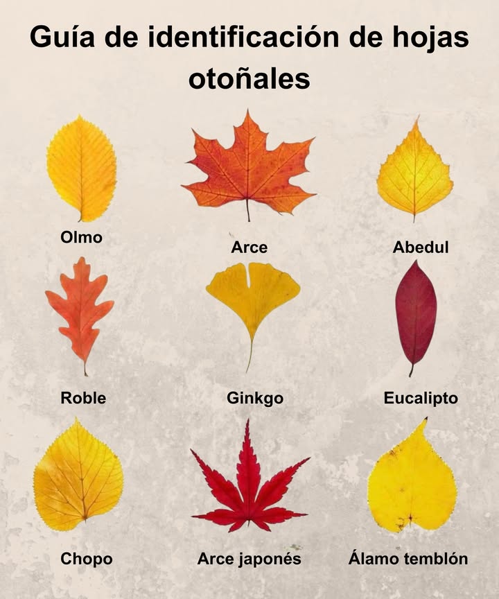 Guía de hojas otoñales Olmo borde dentado y forma ovalada, clásico de parques urbanos. Roble hoja grande con lóbulos marcados, símbolo de fortaleza. Chopo forma triangular y textura fina, cambia del verde al dorado brillante. Arce bordes ondulados y tonos intensos de rojo y naranja. Ginkgo en forma de abanico, dorada y única por su origen milenario. Arce japonés hoja delicada y alargada, destaca por su intenso rojo. Abedul pequeña, triangular y amarilla, ilumina los bosques otoñales. Eucalipto alargada y lisa, desprende un aroma fresco y balsámico. Álamo temblón bordes finos y forma de corazón, vibra con la brisa. Cada hoja cuenta una historia del otoño: color, textura y belleza efímera.