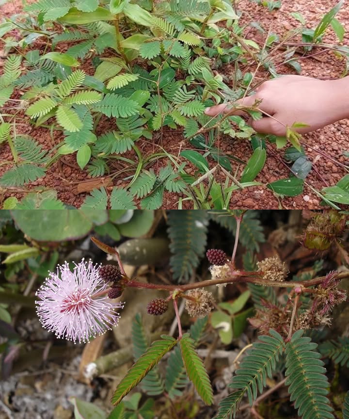 La raíz de Mimosa Pudica, la parte más valiosa de la planta sensible La Mimosa pudica, conocida como planta tímida o sensitiva, destaca por su raíz, usada desde siglos en Ayurveda y medicina popular. Rica en compuestos bioactivos, esta raíz ofrece potentes beneficios para la salud y la vitalidad. Por qué la raíz es tan especial Taninos antioxidantes y antiinflamatorios Alcaloides que actúan sobre el sistema nervioso y la salud reproductiva Ácidos grasos y flavonoides para el equilibrio hormonal Beneficios clave de la raíz de Mimosa pudica Afrodisíaco natural, aumenta libido y energía Mejora la fertilidad masculina y la salud reproductiva femenina Propiedades antiinflamatorias para aliviar dolores articulares Actividad antibacteriana y antimicrobiana Efecto antiveneno contra picaduras de serpientes e insectos Acción anticonvulsiva y calmante del sistema nervioso Reduce estrés y ansiedad con efecto sedante suave Apoya la desintoxicación y la salud digestiva Alivia el dolor y favorece la cicatrización de heridas Cómo usar la raíz en casa Polvo de raíz: lavar, secar, moler y tomar cucharadita con leche o agua por la noche Decocción té: hervir 1 cucharadita de polvo en agua, colar y beber tibio, opcional con miel Aplicación externa: pasta de raíz fresca para heridas y picaduras Consejos importantes Comenzar con dosis pequeñas y usar 2-3 semanas seguidas Usar raíces libres de pesticidas Evitar exceso para no causar molestias digestivas Precauciones No recomendado en embarazo o lactancia Evitar si hay hipotensión severa Consultar al médico si se toman medicamentos La raíz de Mimosa pudica concentra el poder curativo de esta planta sensible. Afrodisíaca, desintoxicante y vitalizante, es un remedio natural para mejorar la energía, fertilidad y bienestar integral. Aviso legal: Información educativa, no sustituye consulta médica. Consulte siempre a su profesional de salud antes de usar hierbas.