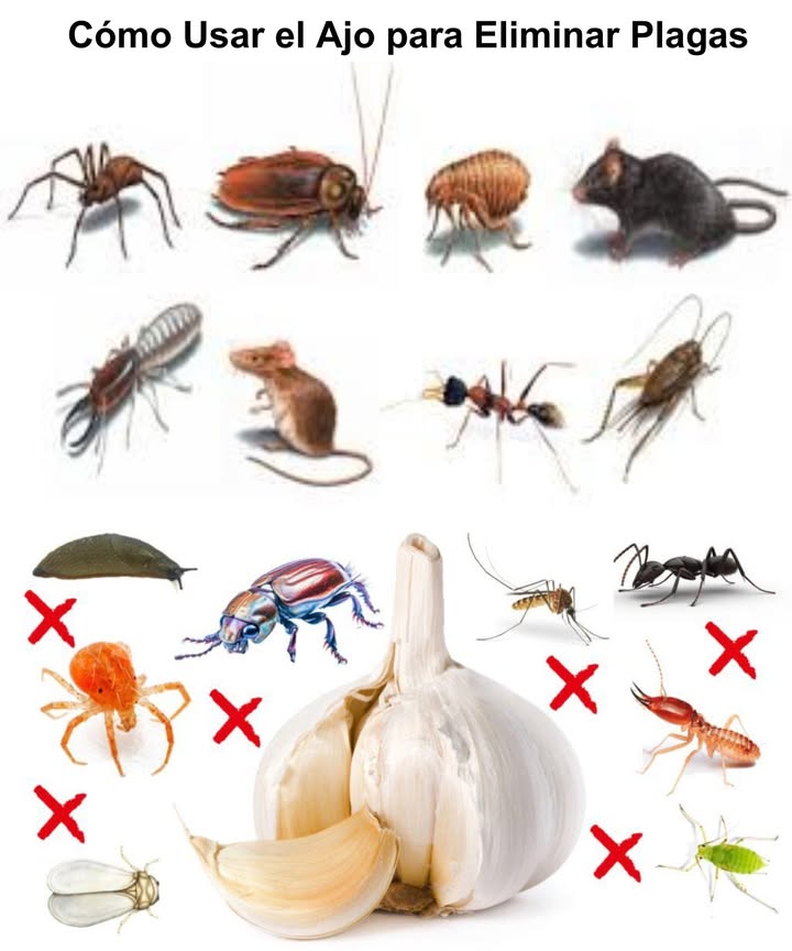 Cómo Usar el Ajo para Eliminar Plagas 龍 El ajo no solo da sabor a la comida, también es un potente repelente natural contra ratones, moscas, piojos, cucarachas, lagartijas y mosquitos. Seguro, económico y ecológico. Usos prácticos del ajo contra plagas: 1 Spray de ajo 3-4 dientes en 1 litro de agua gotas de jabón. Reposa 24 h, cuela y rocía en marcos de puertas, ventanas y grietas. Ideal contra mosquitos y cucarachas. 2 Ajo en polvo Espolvorea en rincones, entradas y zonas de almacenamiento para ahuyentar ratones. También puedes usar ajo fresco machacado. 3 Bolsitas de ajo Coloca dientes machacados en bolsitas de tela dentro de armarios y cajones. Repelen polillas y plagas que dañan la ropa. 4 Trozos de ajo en entradas Coloca dientes o manojos en puertas y ventanas para evitar la entrada de lagartijas. 5 Ajo contra moscas y piojos 練 Moscas: ajo machacado en bolsas de malla colgadas en cocina y basureros. 林 Piojos: aceite o pasta de ajo mezclado con champú; aplicar 10-15 min y enjuagar. Beneficios extra: Ecológico, no daña fauna beneficiosa ni el medio ambiente. Seguro para niños y mascotas. Económico y fácil de conseguir. Con ajo, tu hogar libre de plagas de forma natural y sin químicos agresivos.