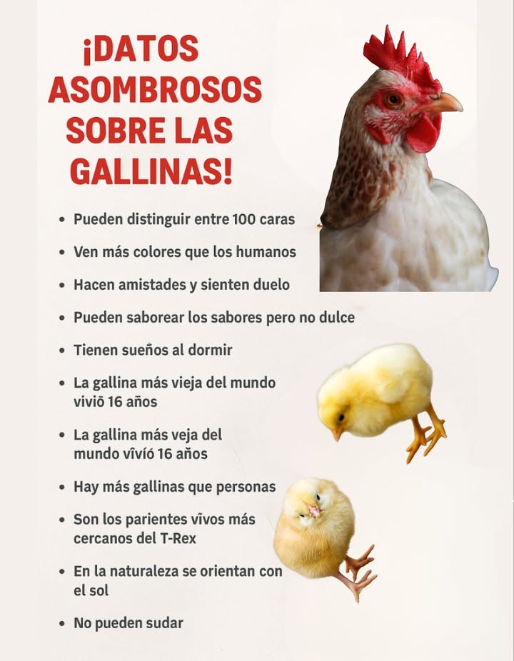 Las gallinas son criaturas mucho más sorprendentes de lo que muchos creen 

 Reconocen hasta 100 caras diferentes.
 Ven más colores que los humanos .
 Forman amistades y sienten duelo.
 Saborean muchos sabores, aunque no perciben lo dulce.
 Tienen sueños mientras duermen .
 La gallina más longeva llegó a vivir 16 años.
 Hoy existen más gallinas que personas en el mundo .
 Son los parientes vivos más cercanos del T-Rex 練.
 Se orientan con la ayuda del sol .
 Y algo peculiar: no pueden sudar.

Las gallinas no solo aportan alimento, también son seres llenos de inteligencia, emociones y curiosidades únicas. 

#GallinasIncreíbles #SabiduríaAnimal  #ParientesDelTyrannosaurusRex 練