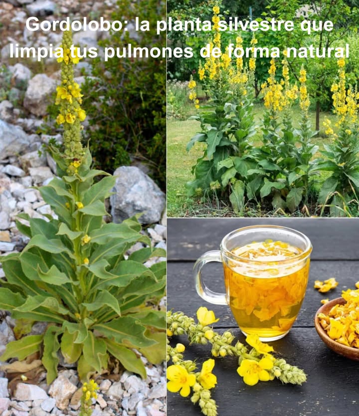 Gordolobo: la planta silvestre que limpia tus pulmones de forma natural El gordolobo Verbascum thapsus es una joya medicinal que crece libre en caminos, campos y terrenos baldíos. Su aspecto lanudo y su estatura imponente lo hacen inconfundible, pero lo que realmente lo distingue son sus poderosas propiedades respiratorias. Utilizado durante siglos como remedio natural, alivia desde una simple tos hasta afecciones respiratorias crónicas. Alivio natural para tus pulmones Gracias a su acción dual expectorante y antiinflamatoria el gordolobo disuelve mucosidad y calma tejidos irritados. Ideal para: Tos seca o productiva Bronquitis y asma Congestión pulmonar Infecciones respiratorias Tos de fumador y enfisema EPOC y debilidad respiratoria post-COVID Sibilancias, alergias y opresión torácica Identifícalo fácilmente en la naturaleza Primer año: roseta de hojas grandes, grisáceas y muy suaves Segundo año: tallo floral de hasta 2 m con flores amarillas Hojas: gruesas, oblongas, cubiertas de pelusa blanca Aroma: suave y terroso Dónde buscarlo Suelos secos y soleados: cunetas, campos abandonados, zonas de pastoreo y bordes de caminos. Cosecha y conservación Hojas: cosechar en primavera u otoño del primer año Flores: recoger en pleno verano, al mediodía Secar en sombra, en una sola capa Guardar en frascos herméticos Formas de uso para apoyar la salud pulmonar Té: 1 cda de hojas secas por taza. Infusionar 15 min, colar bien, beber hasta 3 veces al día. Vaporización: hojas frescas o secas en agua caliente. Inhalar el vapor para aliviar la congestión. Tintura: 1-2 gotas diluidas en agua, 2-3 veces al día. Aceite: flores secas en aceite de oliva reposar 2-4 semanas. Aplicar en pecho o espalda. Consejos útiles Combínalo con tomillo o raíz de regaliz para mayor potencia Evita consumirlo junto con lácteos Cuela siempre muy bien las infusiones Apto para adultos y niños con precaución Recuerda El gordolobo es seguro y efectivo como apoyo, pero no reemplaza tratamiento médico. En casos graves o persistentes, consulta siempre a un profesional de la salud.