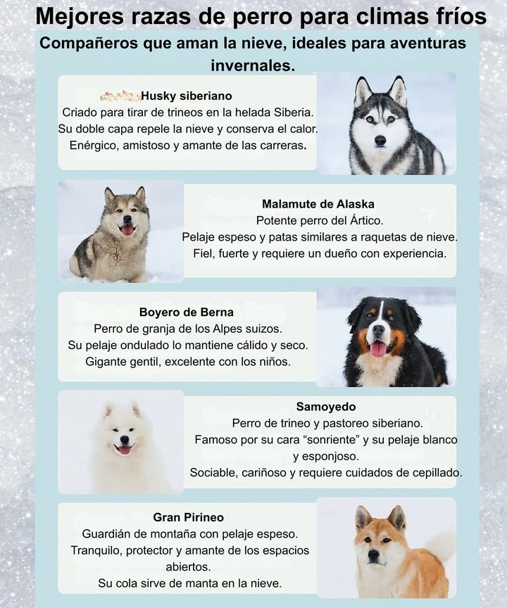 Mejores razas de perro para climas fríos Compañeros que disfrutan la nieve y las aventuras invernales. Husky siberiano Energético, amistoso y resistente. Su doble capa lo protege del frío y lo hace ideal para largas caminatas en la nieve. Malamute de Alaska Fuerte, fiel y con gran instinto de trabajo. Su pelaje espeso lo convierte en un verdadero perro del Ártico. Boyero de Berna Gigante gentil de los Alpes suizos. Protector, afectuoso y excelente compañero familiar. Samoyedo Sociable, cariñoso y famoso por su sonrisa. Su pelaje blanco y esponjoso resiste incluso las temperaturas más bajas. Gran Pirineo Tranquilo, vigilante y amante de los espacios abiertos. Su denso abrigo lo mantiene cálido en la nieve. Perros que encarnan la fuerza, la lealtad y la belleza del invierno.