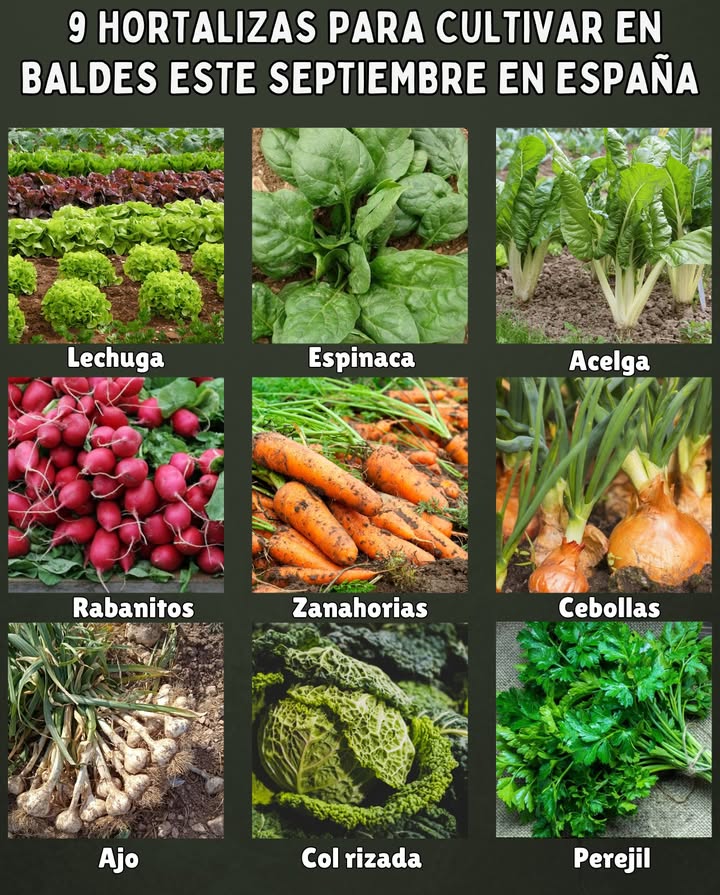 9 Hortalizas para cultivar en baldes este septiembre en España Lechuga Crece rápido y se adapta a espacios reducidos. Espinaca Ideal para climas frescos, lista en pocas semanas. Acelga Resistente y de cosecha continua. Rabanitos Rápidos de cultivar, perfectos para macetas pequeñas. Zanahorias Variedades cortas que prosperan en baldes profundos. Cebollas Fáciles de cuidar, aprovechan bien el espacio vertical. Ajo Se planta en otoño para cosechar en verano. Col rizada kale Muy nutritiva y resistente al frío. Perejil Aromática que crece bien en recipientes y dura todo el año. Un huerto en baldes es práctico, económico y perfecto para terrazas o patios pequeños.