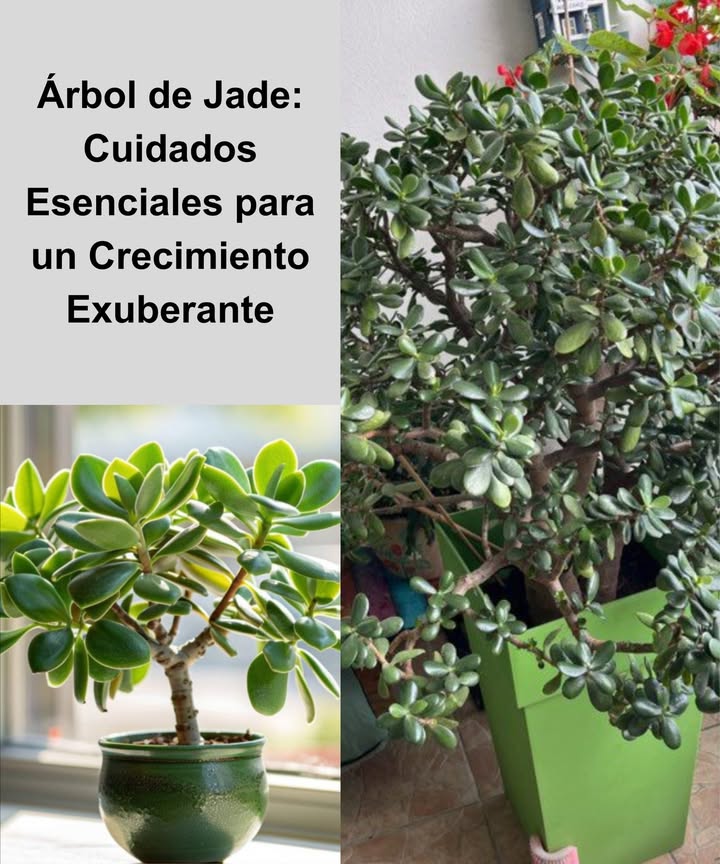 Árbol de Jade: Cuidados Esenciales para un Crecimiento Exuberante Riego espaciado Cada 2 semanas en primavera-verano. Una vez al mes en invierno. Evita mojar las hojas y usa sustrato con buen drenaje. Ubicación protegida En interiores, lejos de corrientes de aire y calor. En verano puede ir al exterior, siempre en sombra parcial. Luz brillante y suave Prefiere luz abundante pero indirecta. El sol directo quema sus hojas, sobre todo en los meses cálidos. Poda estratégica A principios de primavera, recorta ramas con tijeras limpias. Las hojas cortadas enraízan fácilmente para nuevas plantas. Sustrato ideal Mezcla tierra universal con perlita y piedra pómez. El drenaje es clave contra la pudrición radicular. Fertilización natural Solo en primavera y verano. Añade compost casero: cáscaras de frutas, verduras o huevo trituradas. No fertilizar en otoño-invierno. Con cuidados mínimos y naturales, el Árbol de Jade florece como símbolo de prosperidad, fuerza y longevidad en el hogar.