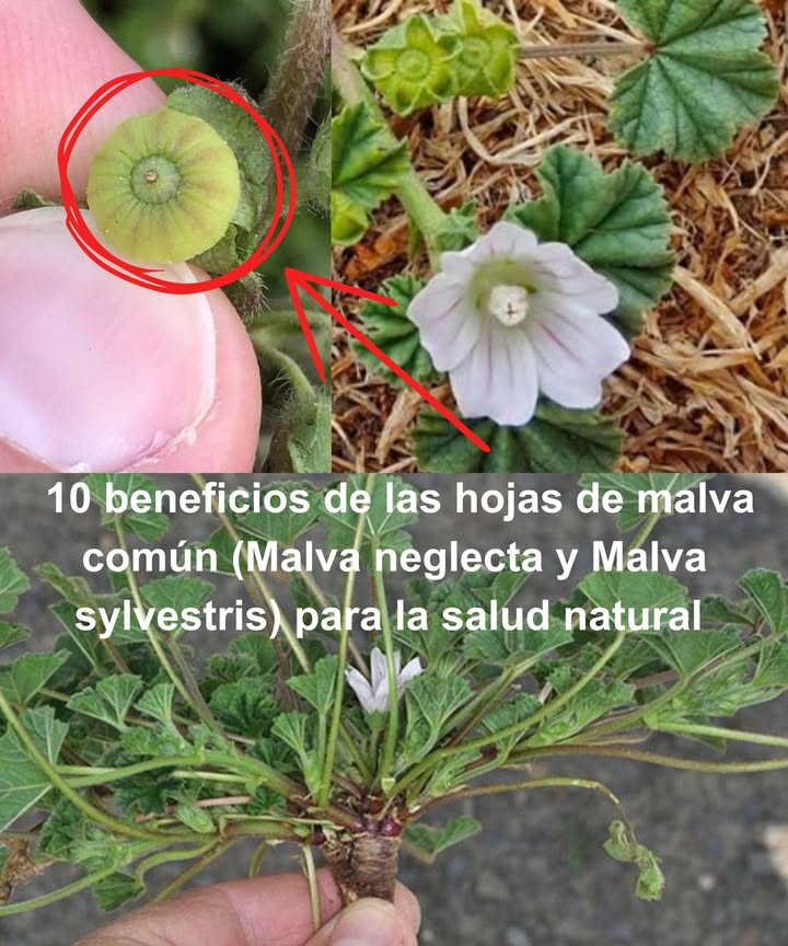 10 beneficios de las hojas de malva común Malva neglecta y Malva sylvestris para la salud natural Alivio digestivo calmante mucílago que protege contra gastritis y reflujo Antiinflamatorio natural flavonoides que reducen dolor articular y muscular Refuerzo inmunológico vitaminas A y C que fortalecen defensas Apoyo respiratorio infusiones que suavizan tos, bronquitis y dolor de garganta Salud urinaria diurético suave que elimina toxinas y previene cálculos Cuidado de la piel acelera cicatrización y calma eczema o psoriasis Salud cardiovascular fitonutrientes que reducen presión arterial y colesterol Rica en minerales magnesio, hierro, calcio y potasio para huesos y músculos Potencial anticancerígeno fitoquímicos protectores contra células dañinas Control de peso fibra que aporta saciedad y favorece una dieta equilibrada Formas de usar la malva En ensaladas, sopas o batidos para sumar nutrientes En infusión para calmar garganta y digestión En cataplasmas para aliviar irritaciones cutáneas y heridas leves Recomendación: consultar con un profesional antes de incluir malva en la rutina, sobre todo si hay tratamientos médicos o condiciones de salud previas.