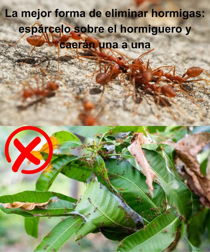 La mejor forma de eliminar hormigas: espárcelo sobre el hormiguero y caerán una a una Aunque útiles en la naturaleza, las hormigas pueden arruinar tu jardín al proteger plagas como los pulgones y dañar raíces, brotes y estructuras vegetales. Por suerte, existen remedios naturales que funcionan de verdad. Harina de maíz La comen, pero al hincharse dentro de ellas, provoca su muerte. Espárcela directamente sobre el hormiguero para resultados efectivos. 蓼 Bórax con azúcar Mezcla una taza de azúcar con media taza de agua hirviendo y añade una cucharada de bórax. Coloca la solución cerca del hormiguero: las hormigas la llevan al interior y la colonia desaparece. Canela en polvo Su aroma fuerte repele a las hormigas y protege al mismo tiempo tus plantas del moho. Ideal para zonas delicadas como macizos de flores. Café usado, bicarbonato o levadura química Espolvorea en los caminos de las hormigas o en el nido. Su efecto desecante y tóxico elimina a los invasores sin químicos agresivos. Vinagre blanco con bicarbonato Una mezcla burbujeante que destruye nidos y repele insectos. Seguro para el entorno y altamente efectivo. Tu jardín volverá a estar limpio, sano y libre de invasores.