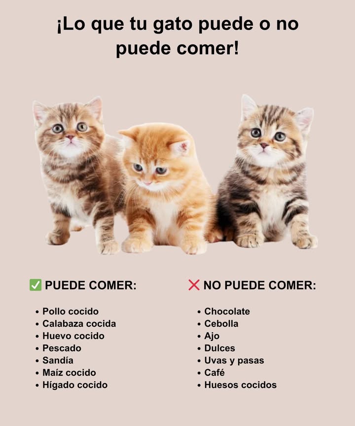 Asegura la salud de tu gato con una alimentación adecuada! Puede disfrutar de: pollo cocido, pescado, huevo, calabaza, sandía, maíz, hígado y un poco de mango. Debe evitar: chocolate, cebolla, ajo, golosinas, uvas, café, leche y huesos cocidos. Una dieta balanceada es fundamental para que tu michi tenga una vida fuerte, feliz y saludable. #GatosFelices #CuidadosDeGatos #AmorAnimal