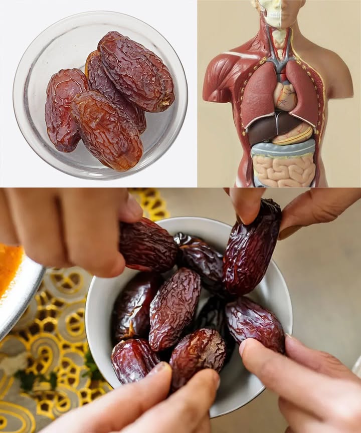 Los increíbles beneficios de los dátiles: el dulce superalimento de la naturaleza Los dátiles, pequeños y dulces, son una fuente natural de energía y nutrientes. Originarios de Oriente Medio y el Norte de África, estas frutas crecientes en palmeras datileras están llenas de vitaminas, minerales y fibra que apoyan la salud de todo el cuerpo. Beneficios principales de los dátiles Energía natural y sostenida gracias a sus azúcares complejos Apoyo digestivo y alivio del estreñimiento por su alto contenido en fibra Mejora de la memoria y salud cognitiva Fortalecimiento de huesos y prevención de osteoporosis Combate la anemia por su riqueza en hierro Salud cardiovascular: regulan la presión arterial y reducen colesterol LDL Control del peso con moderación: sensación de saciedad y control de antojos Propiedades antioxidantes: protegen células y tejidos del daño oxidativo Apoyo metabólico y nutricional para estilos de vida activos Cómo incorporar dátiles en tu dieta Comer solos como tentempié dulce y nutritivo Añadir a ensaladas, avena, batidos o productos horneados Combinar con frutos secos, semillas o frutas deshidratadas Usar en recetas de repostería como sustituto natural del azúcar Reflexión final Los dátiles son un superalimento versátil y delicioso. Mejora digestión, fortalece huesos, protege el corazón y proporciona energía natural, todo en un solo bocado. Perfectos para mantenerte saludable y energizado de manera natural. Consumir con moderación para evitar exceso de calorías y carbohidratos.