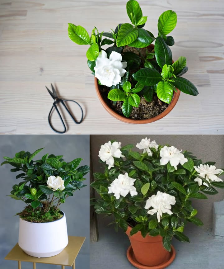 Cómo cultivar gardenia en maceta y todos sus cuidados Las gardenias son arbustos subtropicales de aroma intenso y hojas brillantes. Con los cuidados adecuados, florecen en maceta durante años. 華 Maceta ideal 1015 cm más grande que la del vivero. 30 cm de ancho y profundidad para evitar trasplantes anuales. Buen drenaje: perfora más orificios si es necesario o coloca grava al fondo. Material ideal: piedra natural o terracota. Ubicación Sol directo por la mañana y sombra ligera por la tarde. Evita el riego por aspersión para prevenir hongos. Asegura buena ventilación alrededor de la planta. Suelo y humedad Ligero, drenante y rico en materia orgánica. Mezcla tierra con arena, perlita o piedra pómez 1020%. pH entre 4.8 y 6. Humedad ideal: 70 %. Evita mojar las hojas. Coloca una bandeja con guijarros y agua bajo la maceta. Temperatura Óptima: 20 C para formación de botones florales. Crecimiento: entre 15 C y 30 C. No tolera menos de 7 C. Riego Riega cuando el primer centímetro de tierra esté seco. Evita encharcamientos para prevenir la pudrición radicular. Abono Usa fertilizante ácido específico para gardenias. Añade sal de Epsom una vez al mes en temporada de crecimiento. En suelos poco ácidos, incorpora café usado o ceniza de madera. Trasplante Realízalo a finales de invierno o principios de primavera. Cambia completamente el sustrato. No podes raíces; son finas y sensibles. Riega y mantén en sombra parcial unos días. Poda y flores marchitas Después de la floración, recorta ligeramente para mantener forma compacta. Retira ramas secas y flores marchitas para estimular nuevas flores. Protección invernal Si baja de 6 C, traslada al interior. Mantén más de 10 C durante el invierno. Plagas y enfermedades Evita mojar las hojas y el exceso de agua. Plagas comunes: pulgones, cochinillas y araña roja. Consejos extra No cambies la planta de lugar con frecuencia. Una gardenia ligeramente enraizada florece más. Posos de café o té usados son un excelente fertilizante orgánico. Mantén buena ventilación y luz filtrada. Elegante, aromática y delicada: la gardenia en maceta transforma cualquier espacio en un rincón lleno de calma y belleza. #CultivarGardenias #GardeniasEnMaceta #PlantasSubtropicales