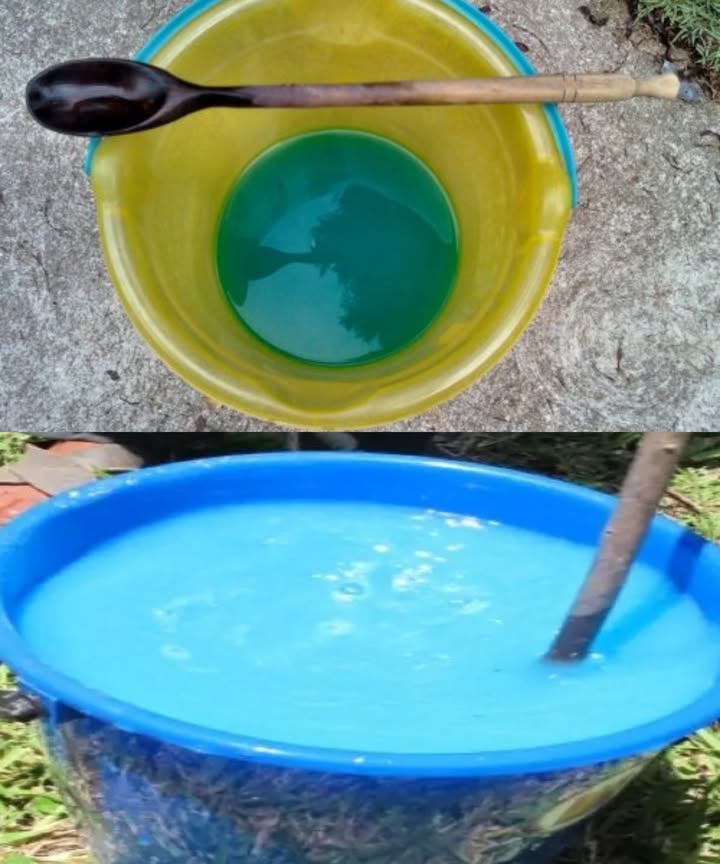 Caldo Bordelés: fungicida orgánico clásico y efectivo Ingredientes base 300 g de cal apagada 200 g de sulfato de cobre 10 litros de agua ideal de lluvia Preparación paso a paso Disuelve el sulfato de cobre en 4 litros de agua balde plástico. Prepara la leche de cal mezclando la cal apagada en 6 litros de agua otro balde. Vierte lentamente la leche de cal sobre el sulfato de cobre mientras remueves sin parar. Obtendrás un líquido azul intenso: tu caldo bordelés. Reposo y conservación Reposa 24 h antes de usar. Aplica el mismo día o como máximo pocas horas después. Aplicación correcta Preventivo: rociar hojas y tallos en primavera y en climas húmedos. Frutales: tras la poda en otoño y antes de brotación en primavera. Huerto: tomates, patatas, fresas y berenjenas cada 15 días en crecimiento. Seguridad y precauciones Usa guantes y mascarilla al preparar y aplicar. Evita contacto directo con la piel. Suspende el uso 4 semanas antes de cosechar. Una solución ecológica, efectiva y tradicional para proteger tu huerto de hongos de forma natural