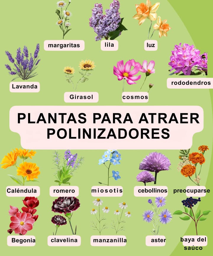 Polinizadores: Aliados del Jardín y la Naturaleza Pequeños visitantes con una gran misión: asegurar la reproducción de las plantas 曆 Tipos de Polinizadores Abejas Apidae: los más efectivos y esenciales para la polinización Mariposas Lepidópteros: prefieren flores grandes y aromáticas Colibríes Trochilidae: expertos en flores tubulares y ricas en néctar Murciélagos Quirópteros: clave en regiones tropicales, polinizan flores nocturnas y fragantes Plantas que Atraen Polinizadores Girasol Helianthus annuus abejas y mariposas Zinnia Zinnia spp. mariposas y colibríes Lavanda Lavandula spp. abejas y mariposas Caléndula Calendula officinalis abejas y mariposas Trompeta Campsis radicans colibríes Consejos para Atraer Polinizadores Planta variedad de flores con distintos colores y formas Evita pesticidas y herbicidas Ofrece agua y zonas de descanso Crea un entorno diverso con árboles, arbustos y flores Tu jardín puede convertirse en un refugio vibrante y vital para los polinizadores. Más vida, más flores, más equilibrio natural.