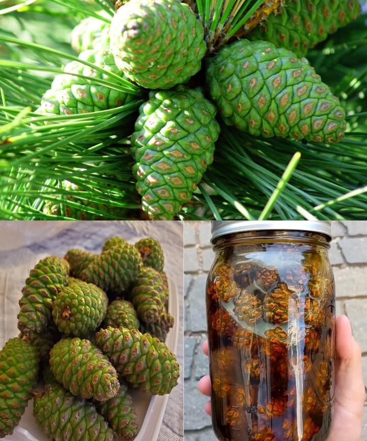 Jarabe de piña: una joya natural con sabor a bosque

El jarabe de piña de conos verdes de pino combina tradición, aroma y bienestar. Este elixir ámbar, con notas de miel y resina, ha sido usado durante siglos como remedio casero para la garganta y como edulcorante gourmet en la cocina.

 Qué es y por qué hacerlo
 Se elabora con piñas jóvenes de pino auténtico Pinus, nunca con tejo ni cicuta.
 Su sabor mezcla lo dulce y lo herbal, con un toque resinoso que recuerda al bosque.
 Ideal para aliviar la tos, mejorar la respiración y dar un toque único a tus platos.

 Beneficios tradicionales y culinarios
 Suaviza la garganta irritada y ayuda en resfriados leves.
 Contiene compuestos aromáticos como α-pineno, de efecto despejante.
 Favorece una digestión ligera tras comidas copiosas.
 Aporta aroma y dulzura natural en postres, bebidas y salsas.
 En pequeñas dosis, ofrece un momento cálido y reconfortante.

籠 Ingredientes para el método rápido principiantes
 500 g de piñas verdes jóvenes 13 cm
 700 g de azúcar blanca o mixta con morena
 500 ml de agua
 Opcional: rodajas o zumo de limón, vainilla o canela

 Preparación rápida en la estufa

Corta o parte las piñas por la mitad.

Hierve suavemente con el agua durante 3040 min.

Cuela y devuelve el líquido a la olla.

Añade el azúcar y cocina 1015 min más 103105 C.

Embotella caliente en frascos esterilizados.

 Método lento al sol sabor intenso
 Coloca capas de piñas y azúcar 1:1 en un frasco limpio.
 Deja reposar al sol de 2 a 6 semanas, removiendo ocasionalmente.
 Cuela, calienta suavemente y guarda en frascos limpios.

 Variaciones deliciosas
 Versión con miel: sustituye el azúcar y guarda refrigerado.
 Jarabe especiado: añade vainilla, canela o bayas de enebro.
 Toque cítrico: un poco de cáscara de limón o naranja para resaltar el aroma.

 Usos cotidianos
 12 cucharaditas en té, agua caliente o leche.
 Endulza yogures, tortitas, granola o postres horneados.
 Glasea verduras, carnes o frutas asadas.
 Prepara cócteles, mocktails o vinagretas aromáticas.

 Conservación y duración
 Guardar en lugar fresco y oscuro, bien sellado: 612 meses.
 Refrigerar tras abrir y consumir en 23 meses.

 Consejo final
Empieza con el método rápido para dominar la técnica y, con el tiempo, prueba la versión tradicional al sol: una alquimia sencilla que transforma el bosque en un frasco.