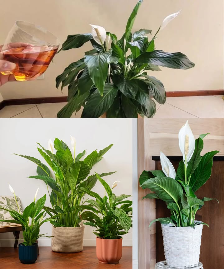 Lirio de la paz: este líquido vale oro, explotará en hojas verdes saludables 

El Spathiphyllum es una planta elegante, ideal para dar luz y serenidad a cualquier espacio. Sus hojas verdes y brillantes y sus flores blancas necesitan cuidados para mantenerse siempre radiantes. Con un truco natural podrás lograr un crecimiento espectacular.

 Cuidados esenciales
 Mantén la tierra siempre húmeda, pero sin encharcar.
 Usa un sustrato con buen drenaje arcilla o perlita.
 Trasplanta cada 2 años a una maceta un poco mayor.
 Riega solo cuando la tierra esté seca.

 El truco del líquido nutritivo
1 Mezcla en un recipiente:
 1 litro de agua
 200 ml de café sin azúcar
 1 cucharada de canela molida
2 Deja reposar 3 horas.
3 Cuela y guarda el líquido.

 Cómo aplicarlo
 Riega el lirio de la paz con esta solución.
 Para potenciar el efecto, usa un vaporizador y rocía hojas y tallos.

En pocos días notarás hojas más verdes, brillantes y flores llenas de vida. Un truco natural que transformará tu planta.