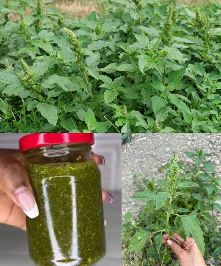 La joya oculta de tu jardín: descubre los beneficios del amaranto para la salud 

El amaranto, esa maleza que muchos arrancan sin pensarlo, es en realidad un superalimento olvidado. Con siglos de uso en diversas culturas, esta planta resistente y adaptable es una joya nutritiva que merece un lugar privilegiado en tu mesa.

 10 beneficios poderosos del amaranto para tu salud:

 Fortalece los huesos: Rico en calcio, es ideal para prevenir la osteoporosis.
 Cuida tu corazón: Su fibra y antioxidantes ayudan a reducir el colesterol y la presión arterial.
 Previene la anemia: Aporta hierro para mantener altos los niveles de energía.
 Refuerza el sistema inmune: Su vitamina C mejora las defensas naturales.
 Protege la vista: Con vitamina A y betacaroteno para una visión sana.
 Fuente vegetal de proteína: Contiene todos los aminoácidos esenciales.
 Mejora la digestión: La fibra regula el tránsito intestinal y estabiliza la glucosa.
 Reduce la inflamación: Ideal para quienes sufren de artritis o enfermedades inflamatorias.
 Antioxidante natural: Flavonoides y ácidos fenólicos combaten el estrés oxidativo.
 Multinutriente completo: Vitaminas A, C, K, calcio, magnesio, hierro, potasio y más.

綾 Cómo incorporar el amaranto en tu dieta:

 Añade hojas jóvenes a ensaladas frescas.
 Saltéalo como espinaca con ajo y aceite de oliva.
 En sopas y guisos, aporta sabor y nutrición.
 En batidos verdes para un impulso energético.
 Cocina sus semillas como quinua o haz harina para hornear.

 Precaución: Algunas especies contienen ácido oxálico, que puede interferir con la absorción de calcio. Evita el consumo excesivo y asegúrate de que no esté contaminado con pesticidas.

 El amaranto es mucho más que una planta silvestre. Es un tesoro nutricional, accesible y fácil de usar. Transforma tu jardín y tu salud con esta maravilla ancestral!